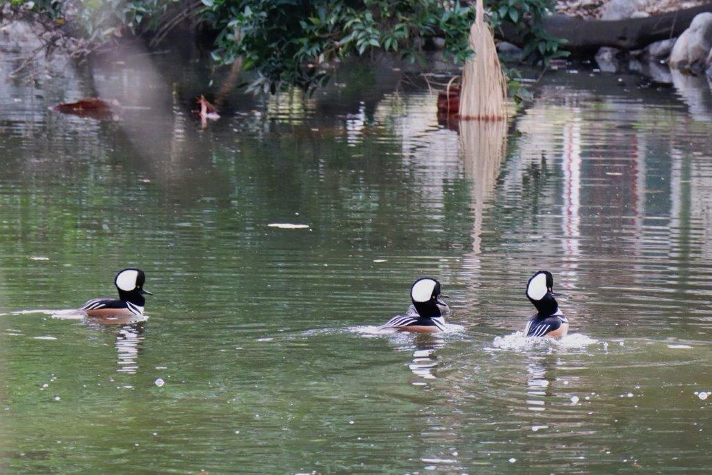 A group of ducks swimming in a pond

Description automatically generated