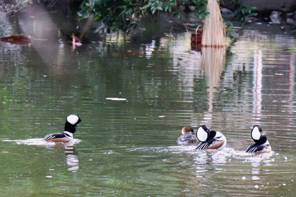 A group of ducks swimming in a pond

Description automatically generated