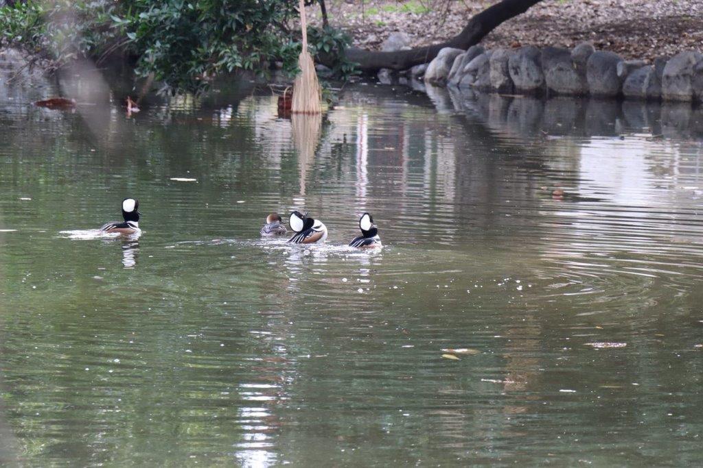 A group of ducks swimming in a pond

Description automatically generated