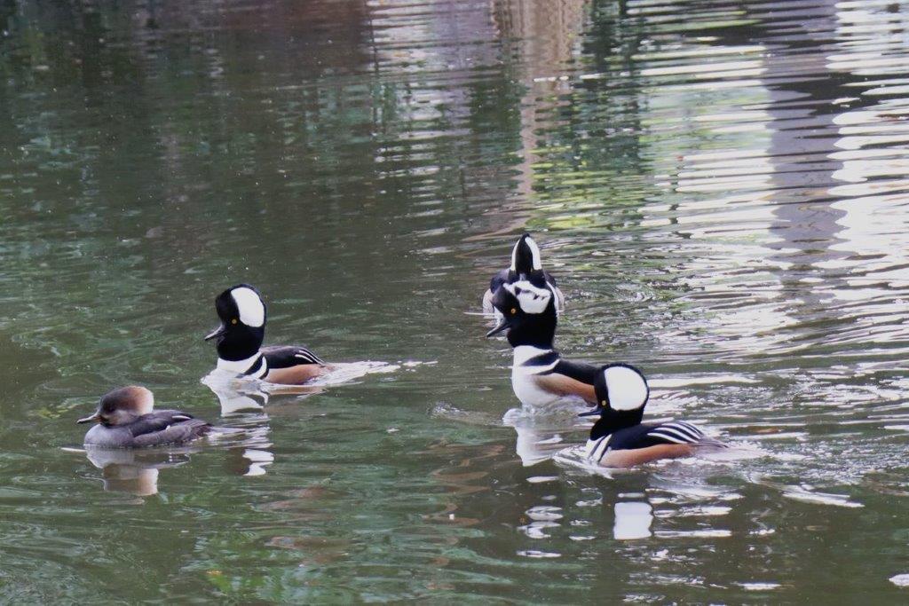 A group of ducks swimming in water

Description automatically generated