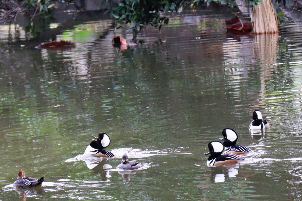 A group of ducks swimming in a pond

Description automatically generated