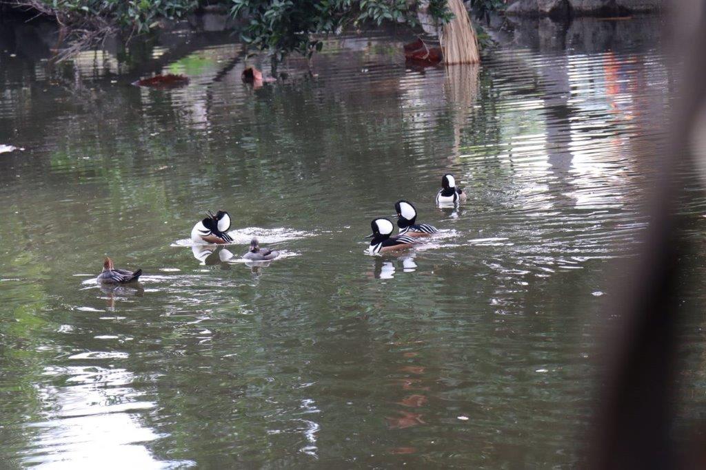 A group of ducks swimming in a pond

Description automatically generated