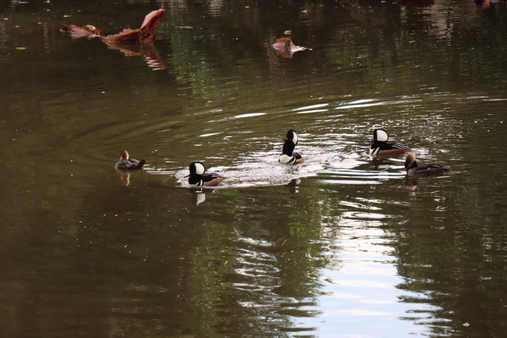 A group of ducks swimming in a pond

Description automatically generated
