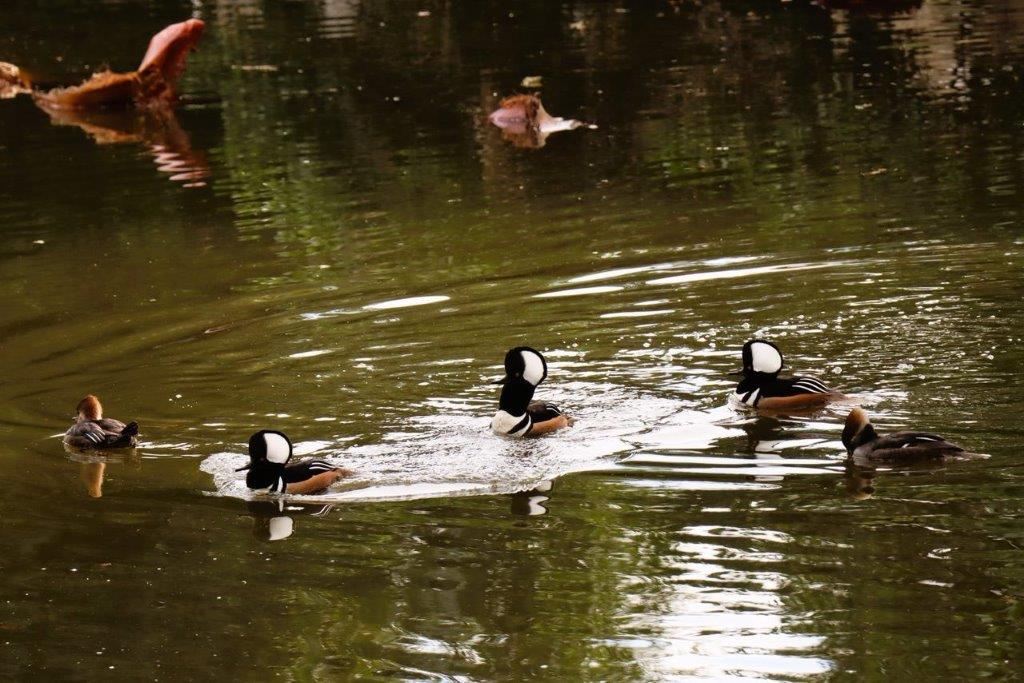 A group of ducks swimming in water

Description automatically generated