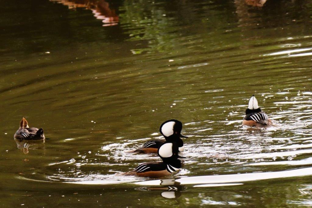 A group of ducks swimming in water

Description automatically generated