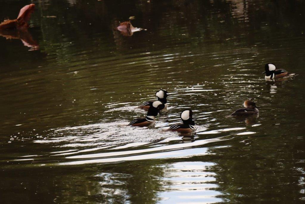 A group of ducks swimming in a pond

Description automatically generated