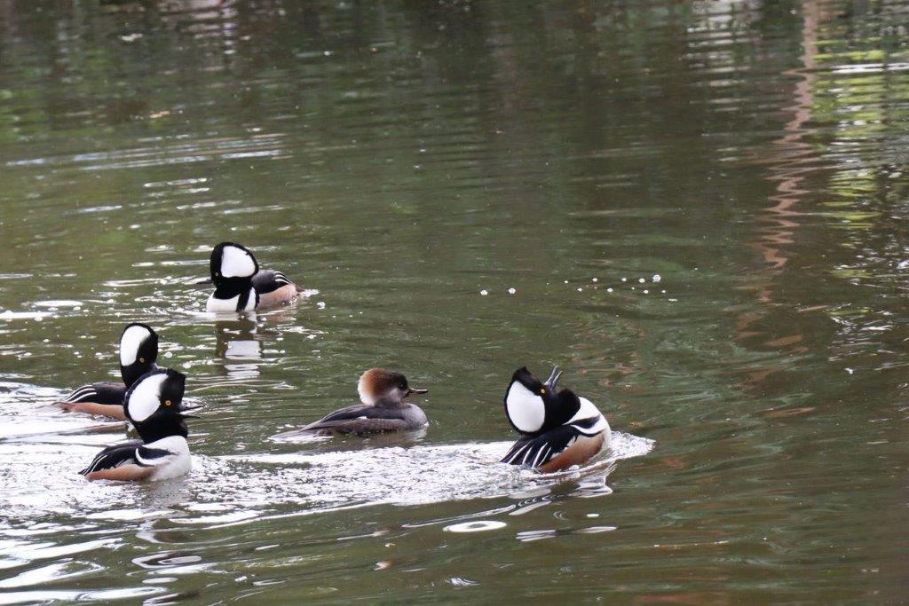 A group of ducks swimming in water

Description automatically generated