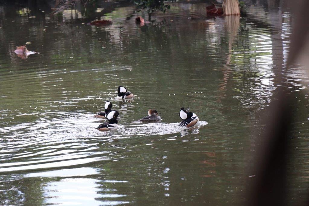 A group of ducks swimming in a pond

Description automatically generated