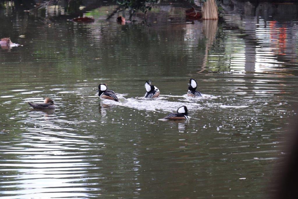 A group of ducks swimming in a pond

Description automatically generated