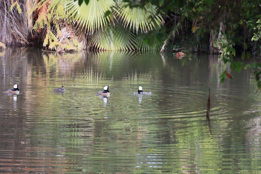Ducks swimming in a pond

Description automatically generated