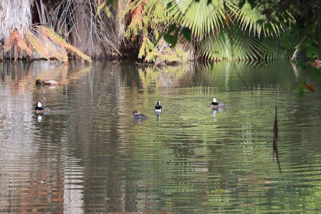 Ducks swimming in a pond

Description automatically generated