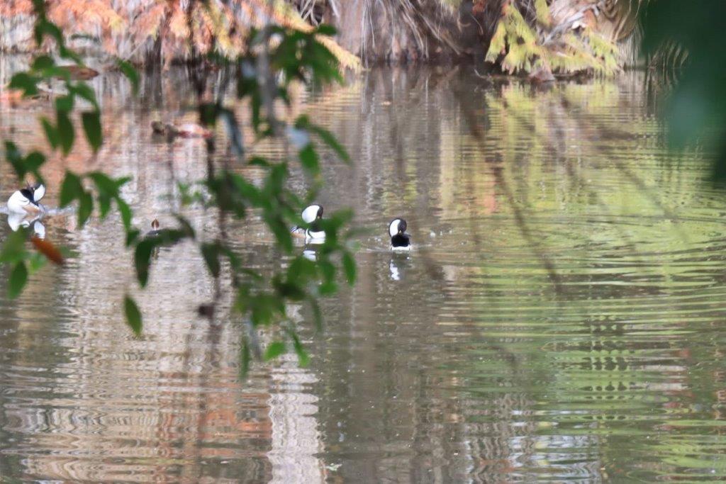 A pair of ducks swimming in a lake

Description automatically generated