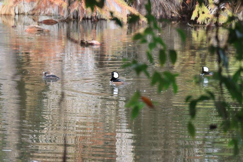 A group of ducks swimming in a pond

Description automatically generated