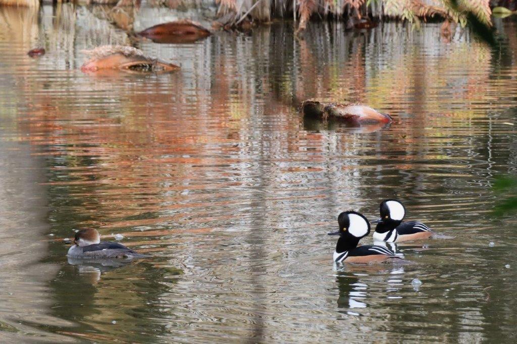 A group of ducks swimming in a pond

Description automatically generated