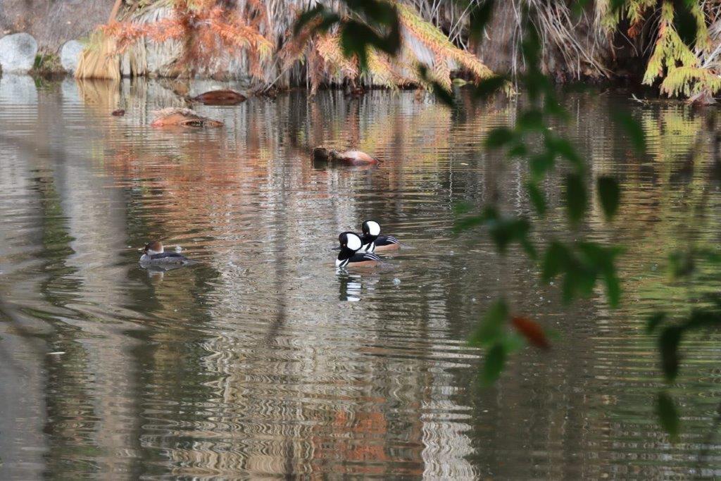 Ducks swimming in a lake

Description automatically generated