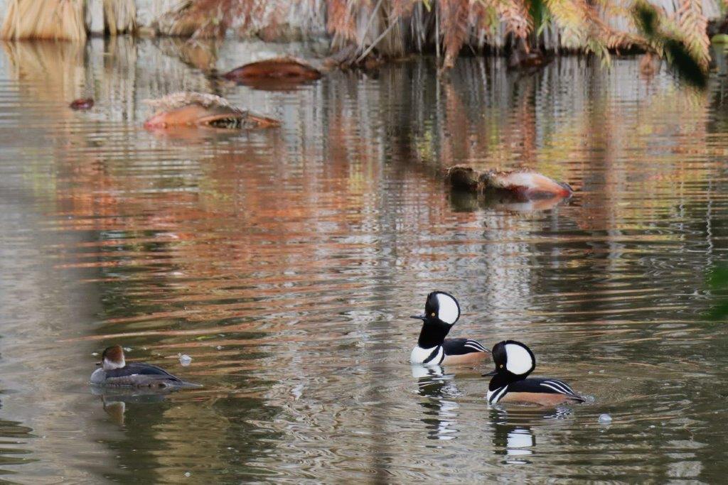 A group of ducks swimming in a pond

Description automatically generated