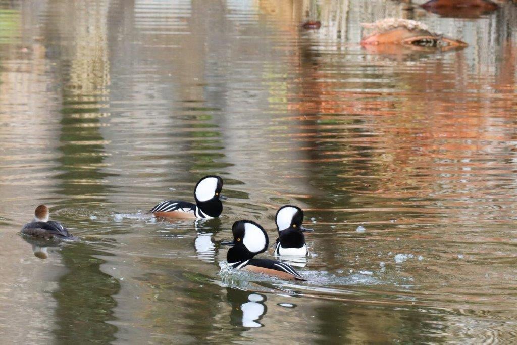 A group of ducks swimming in water

Description automatically generated