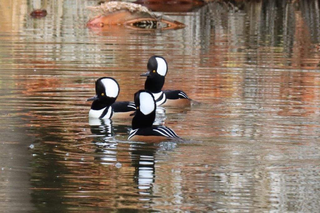 A group of ducks swimming in water

Description automatically generated