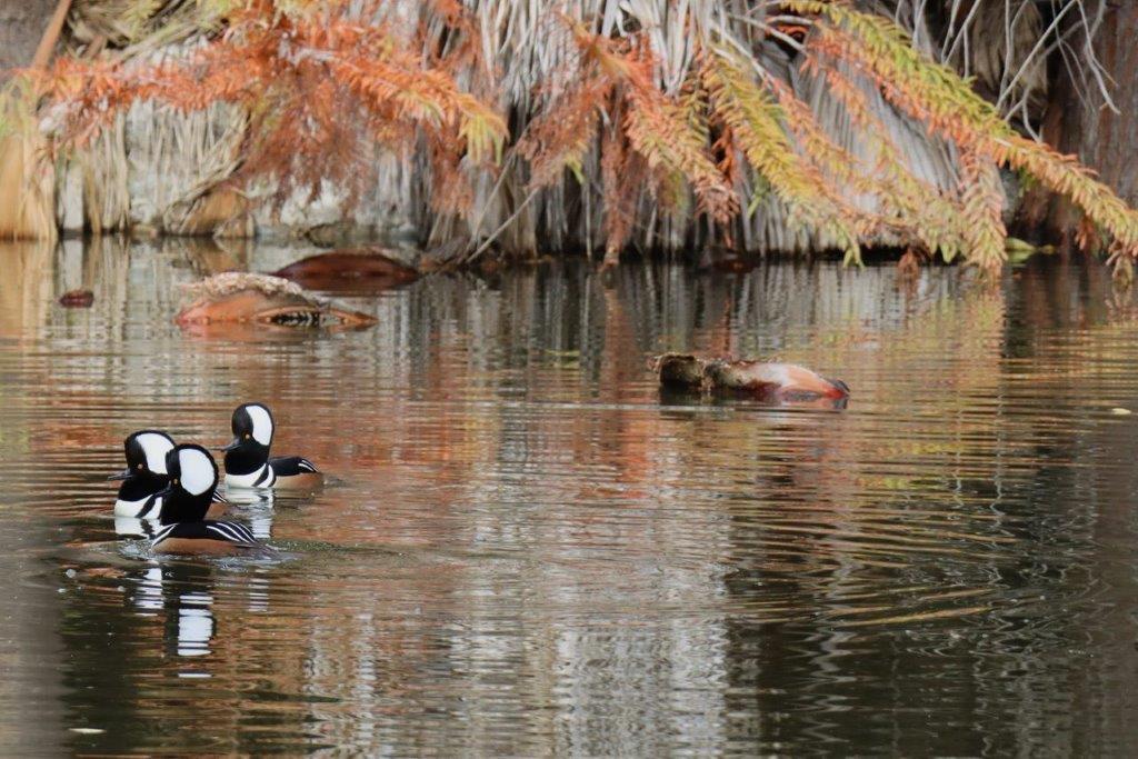 A group of ducks swimming in a lake

Description automatically generated