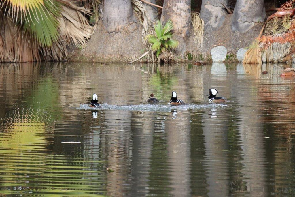 A group of ducks swimming in a lake

Description automatically generated