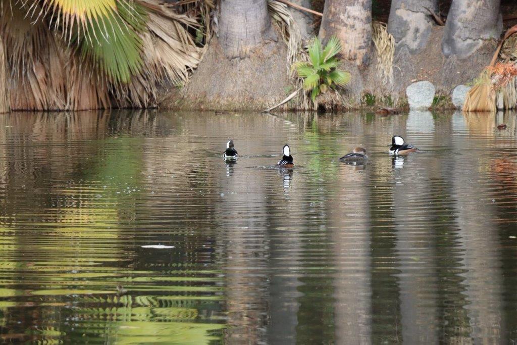 A group of ducks swimming in a pond

Description automatically generated
