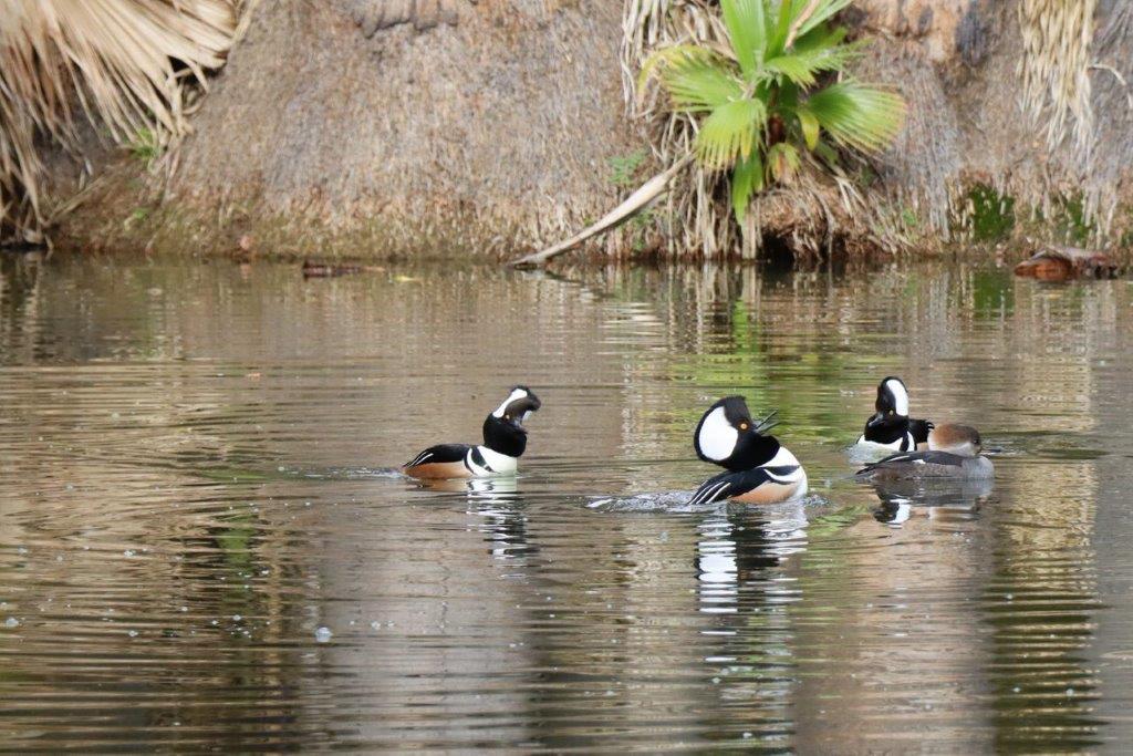 A group of ducks swimming in a lake

Description automatically generated