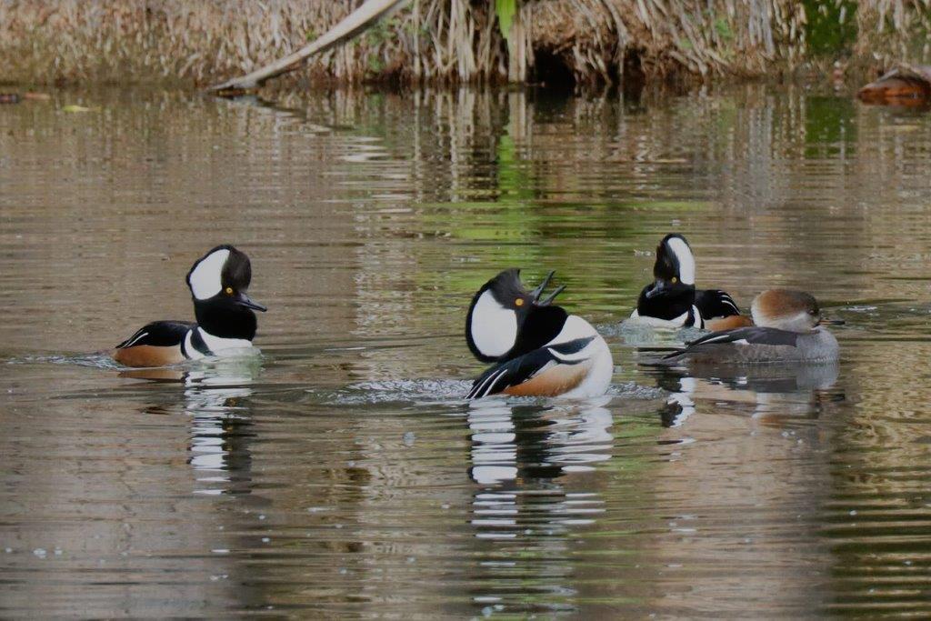 A group of ducks swimming in the water

Description automatically generated
