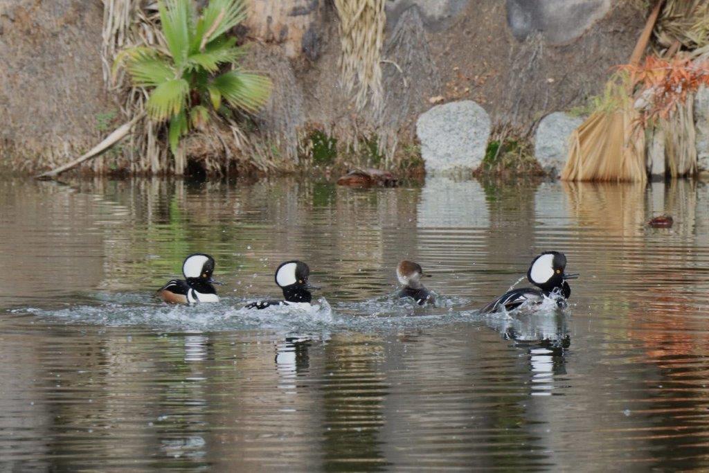 A group of ducks swimming in a lake

Description automatically generated