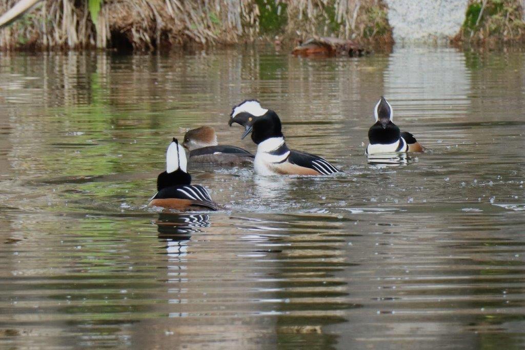 A group of ducks swimming in the water

Description automatically generated