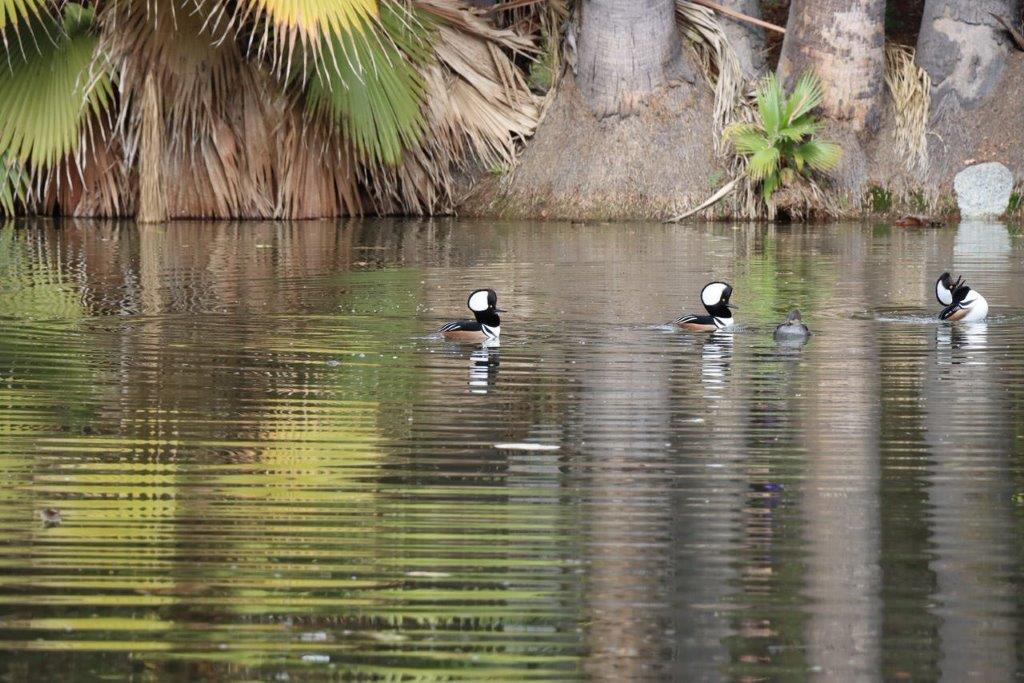 A pair of ducks swimming in a lake

Description automatically generated