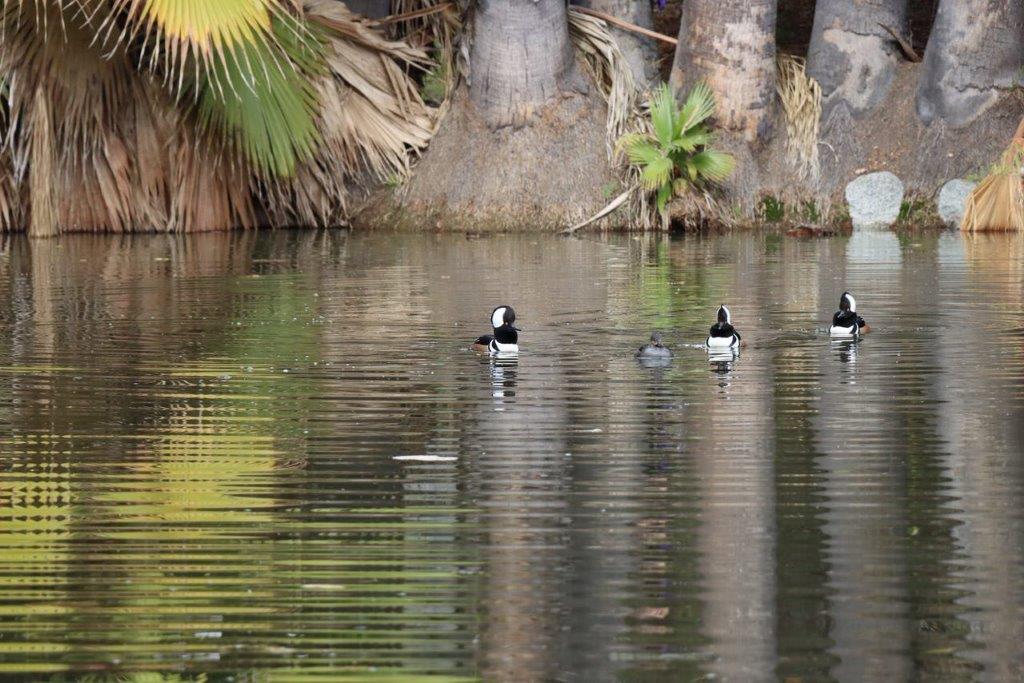 A group of ducks swimming in a lake

Description automatically generated