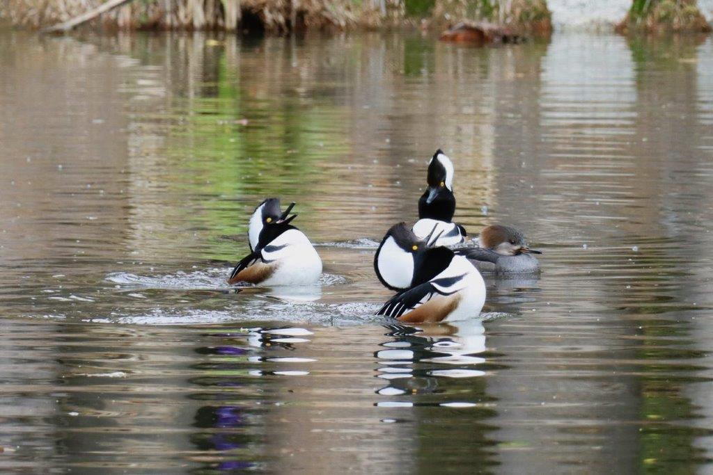 A group of ducks swimming in a lake

Description automatically generated