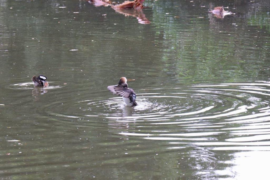 A group of ducks swimming in a pond

Description automatically generated