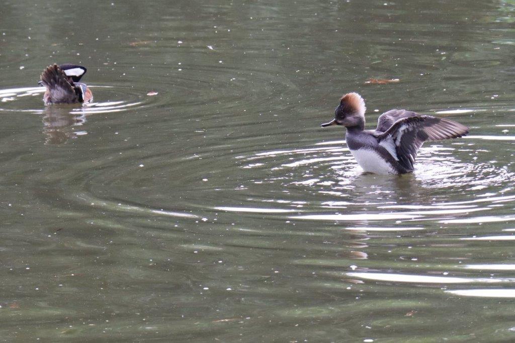 A couple of ducks swimming in water

Description automatically generated