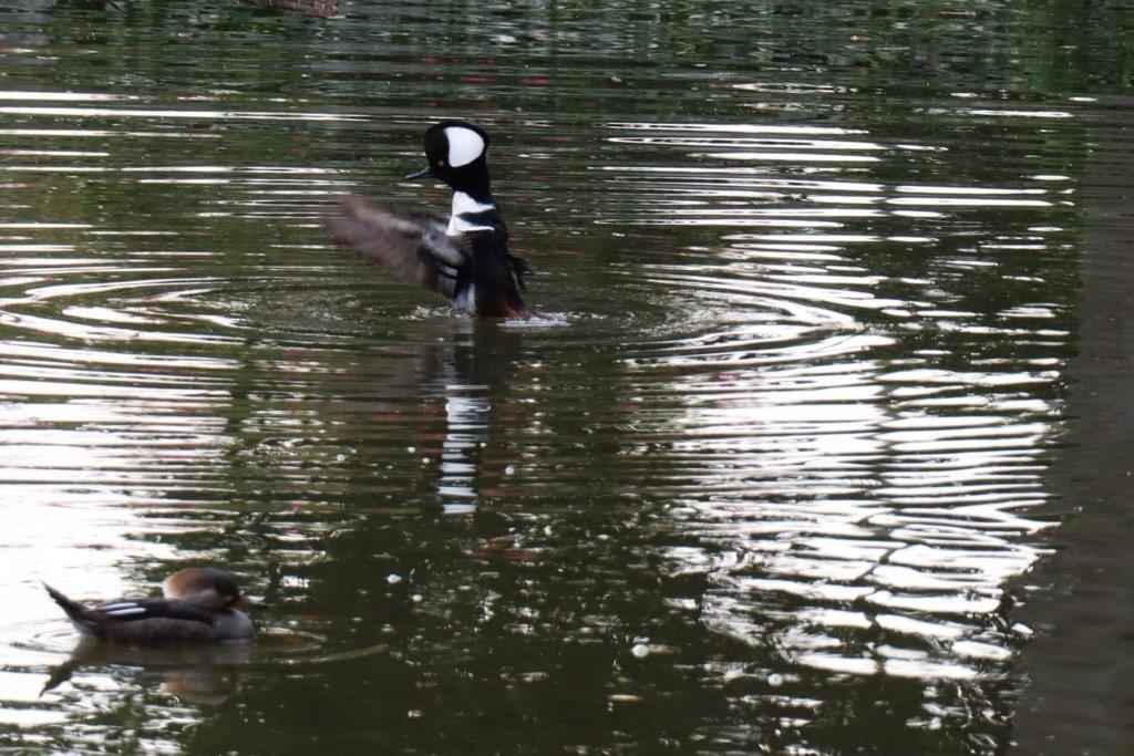 A duck swimming in a pond

Description automatically generated