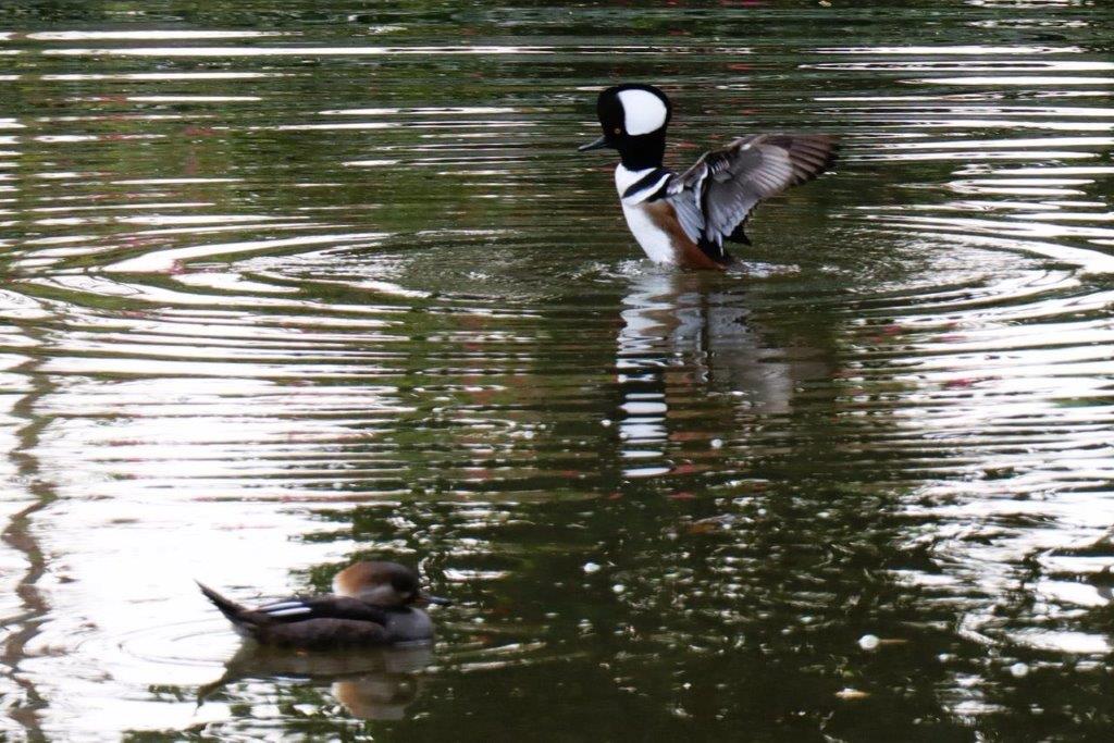 A duck swimming in the water

Description automatically generated