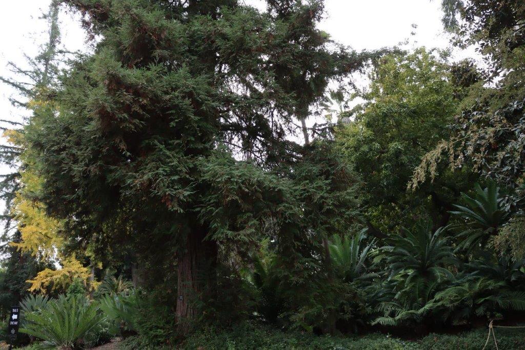 A group of trees in a park

Description automatically generated
