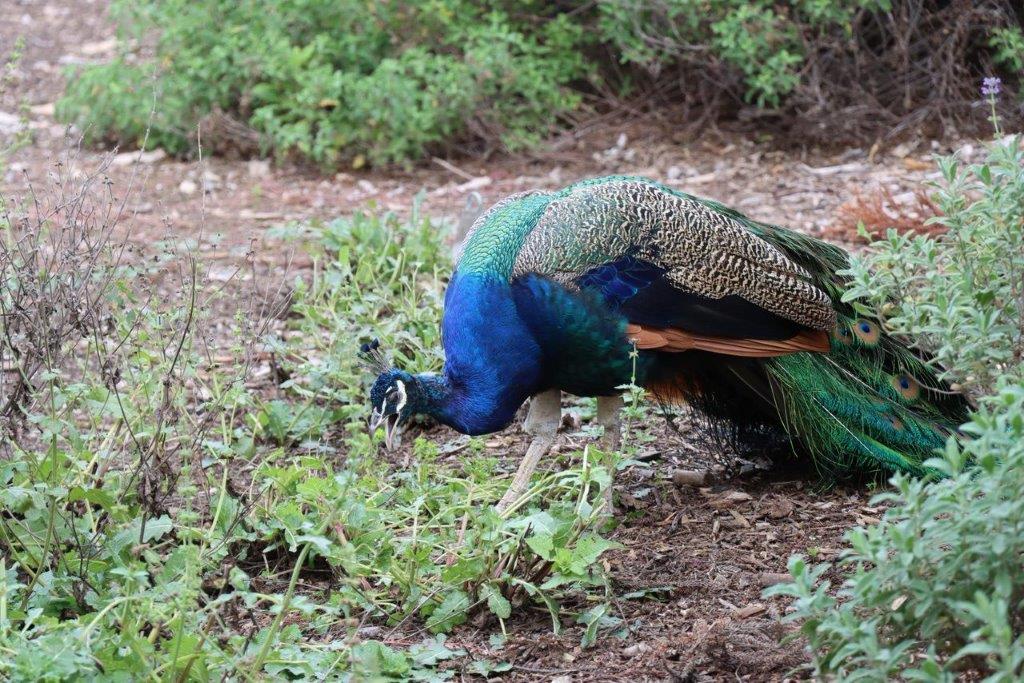 A peacock standing on the ground

Description automatically generated