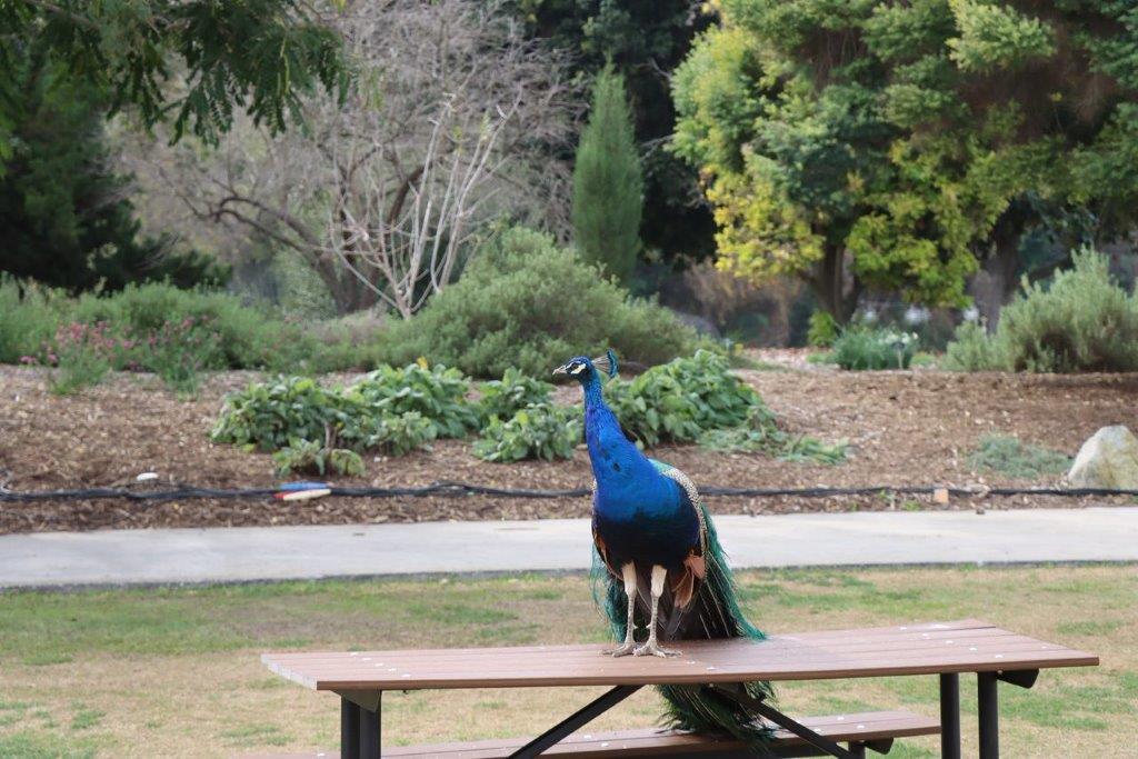 A peacock standing on a picnic table

Description automatically generated