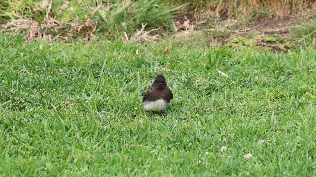 A bird standing in the grass

AI-generated content may be incorrect.