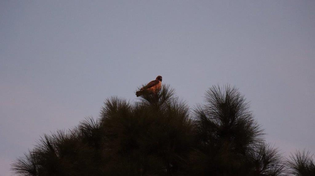 A bird on top of a tree

Description automatically generated