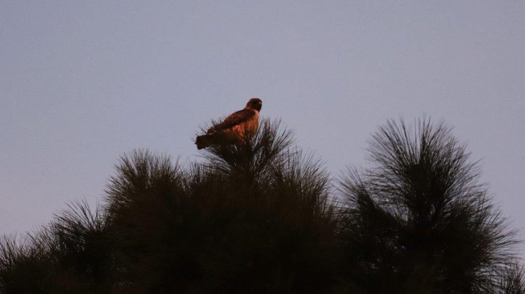 A bird on top of a tree

Description automatically generated