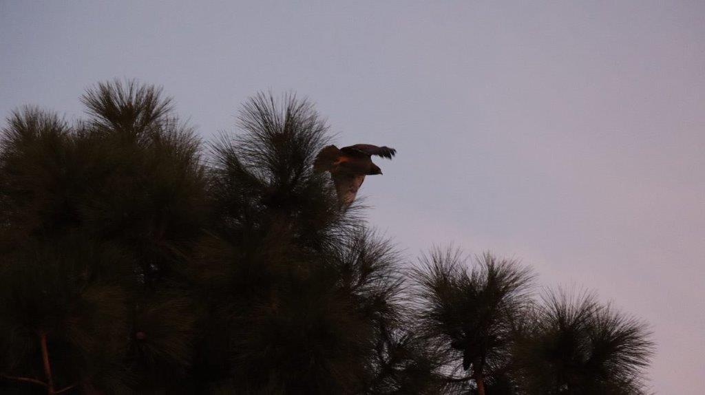 A bird flying in a tree

Description automatically generated