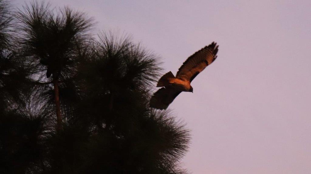 A bird flying over a tree

Description automatically generated