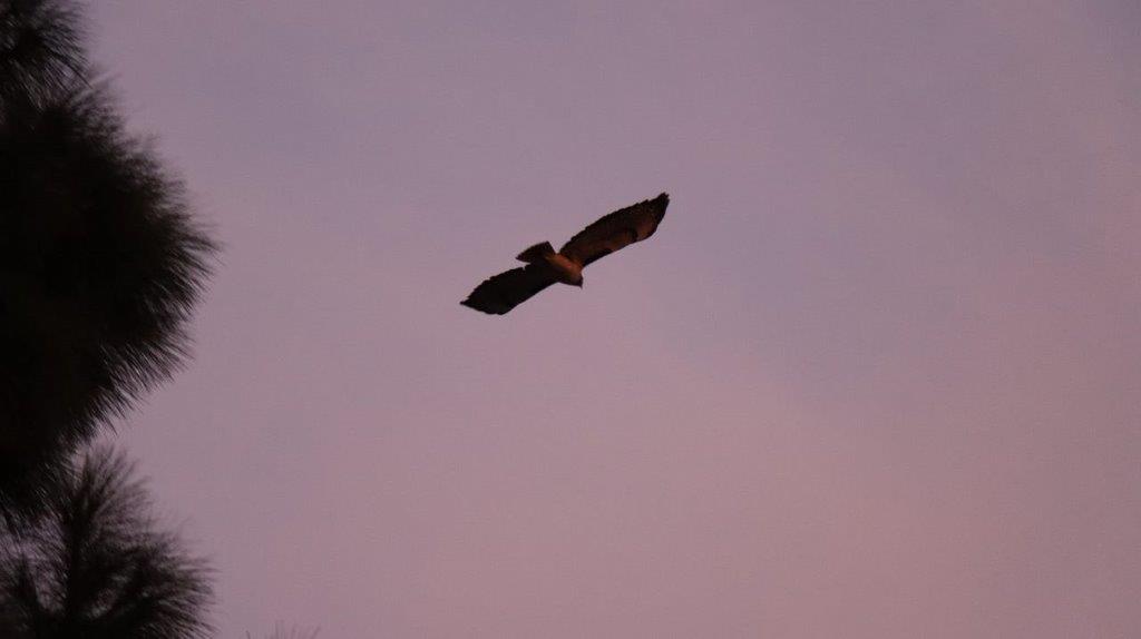 A bird flying in the sky

Description automatically generated