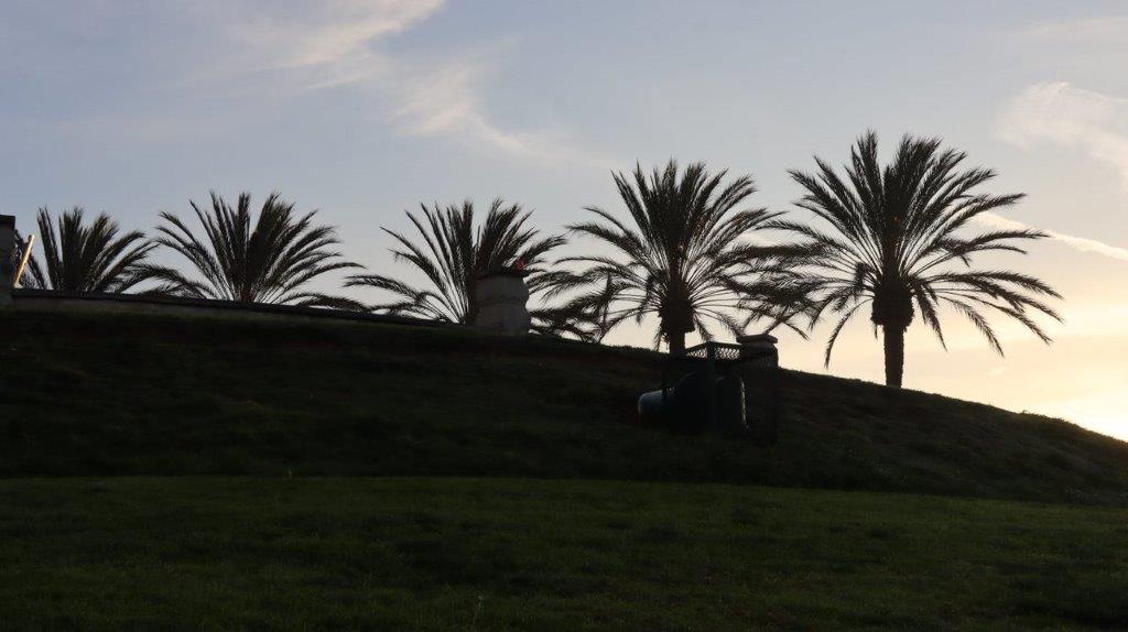 A group of palm trees on a hill

Description automatically generated