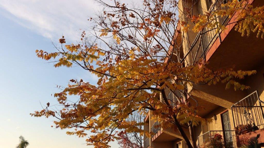 A tree with yellow leaves on it

Description automatically generated