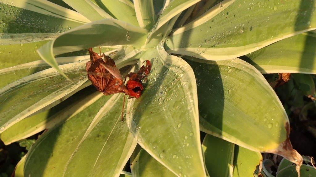 A leaf on a plant

Description automatically generated