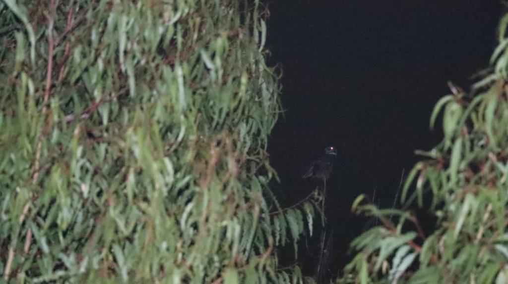 A bird on a tree branch

Description automatically generated
