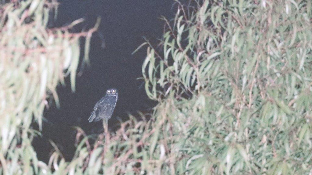 A bird perched on a branch

Description automatically generated